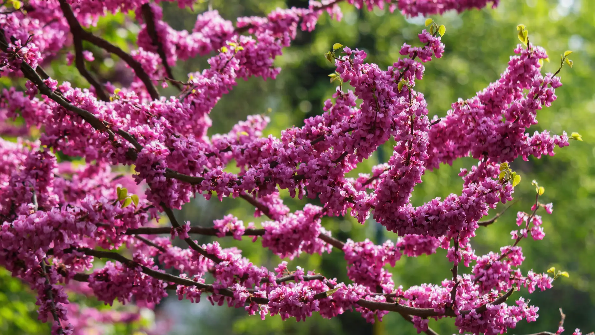 Best Native Plants for San Antonio